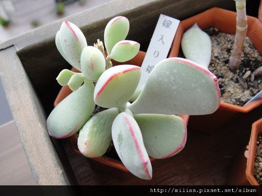 2011623 池袋西武鶴仙園 嫁入り娘 / Cotyledon orbiculata cv.