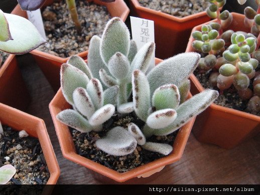 2011623 池袋西武鶴仙園 月兔耳 / Kalanchoe tomentosa 