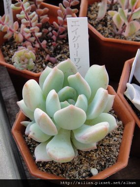 2011623 池袋西武鶴仙園 エイグリーワン / Echeveria sp.