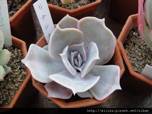 2011623 池袋西武鶴仙園 リナシナ / Echeveria lilacina