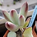 上海娘 \ オルビキュラータ \ Cotyledon orbiculata