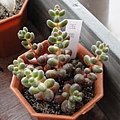 玉葉 \ Kalanchoe thyrsiflora