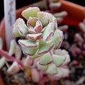 スプリングワンダー \ Sedum versadense f.chontalense