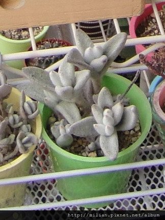 2010/11/25 慘不忍賭肉肉們 福兔耳 / Kalanchoe eriophylla 