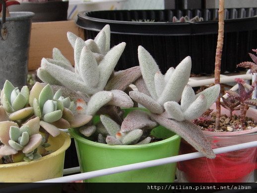 2011/6/13 福兔耳 / Kalanchoe eriophylla  