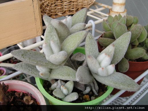 2010/11/27 澆水後的紅葉肉肉 福兔耳 / Kalanchoe eriophylla  