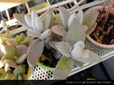 2011/1/20 回台前 福兔耳 / Kalanchoe eriophylla  