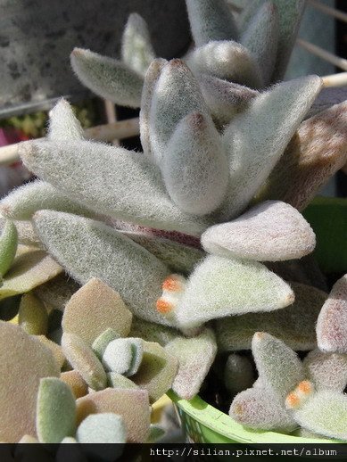 2011/5/20 福兔耳 / Kalanchoe eriophylla  