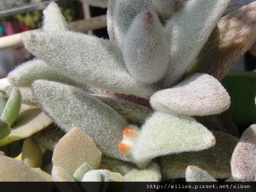 2011/5/20 福兔耳 / Kalanchoe eriophylla  