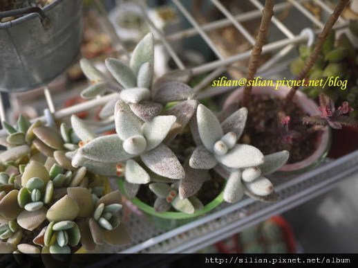 2011/6/3福兔耳 / Kalanchoe eriophylla  