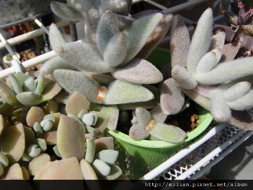 2011/5/20 福兔耳 / Kalanchoe eriophylla  