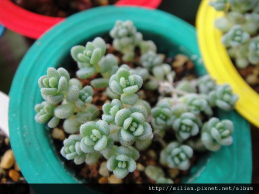 2009/4/18 Sedum dasyphyllum / 姬星美人 / 姫星美人ひめほしびじん