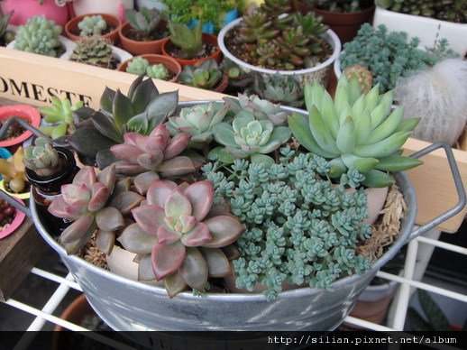 2009/11/5 Sedum dasyphyllum / 姬星美人 / 姫星美人ひめほしびじん