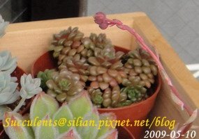 Sedum &apos;Little Gem&apos; 