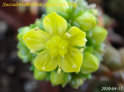 Sedum &apos;Little Gem&apos; 