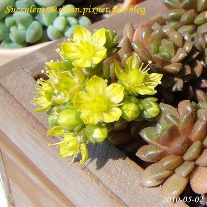 Sedum &apos;Little Gem&apos; 