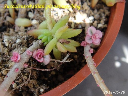 Sedum spurium &apos;Tricolor&apos;    