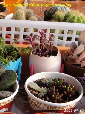 Sedum spurium &apos;Tricolor&apos;    