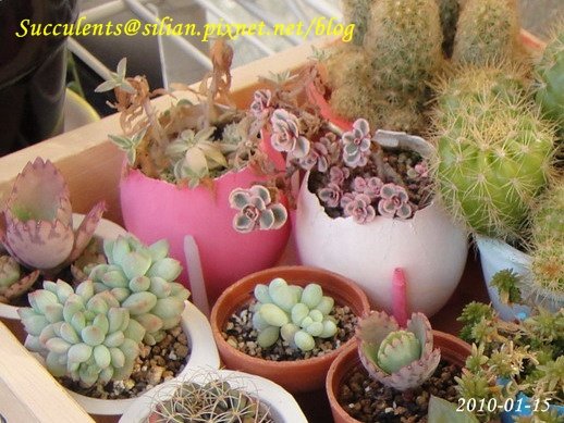 Sedum spurium &apos;Tricolor&apos;   