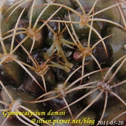 Gymnocalycium damsii 麗蛇丸