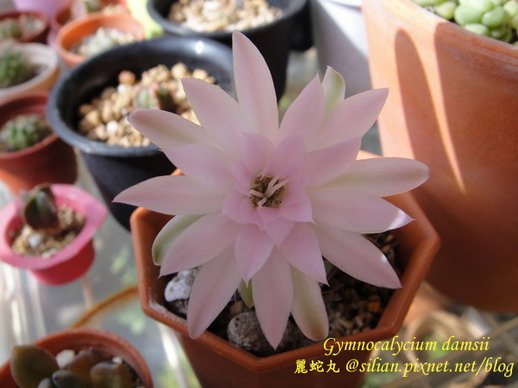 Gymnocalycium damsii 麗蛇丸