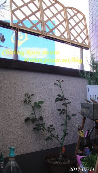 蔓玫 新雪 Climbing Roses Sinsetu        