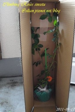 蔓玫 新雪 Climbing Roses Sinsetu   