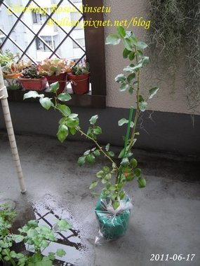 蔓玫 新雪 Climbing Roses Sinsetu       