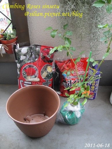 蔓玫 新雪 Climbing Roses Sinsetu       