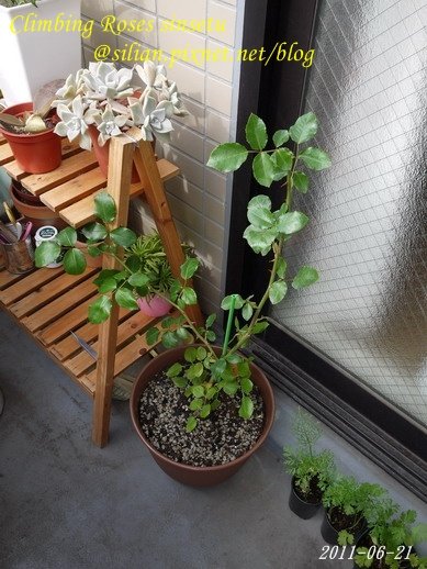 蔓玫 新雪 Climbing Roses Sinsetu        