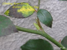 蔓玫 新雪 Climbing Roses Sinsetu     