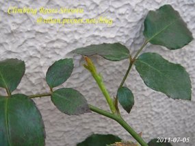 蔓玫 新雪 Climbing Roses Sinsetu        