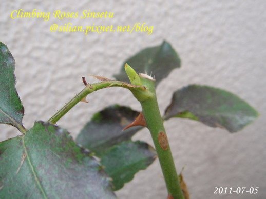 蔓玫 新雪 Climbing Roses Sinsetu         