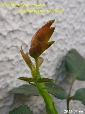 蔓玫 新雪 Climbing Roses Sinsetu        
