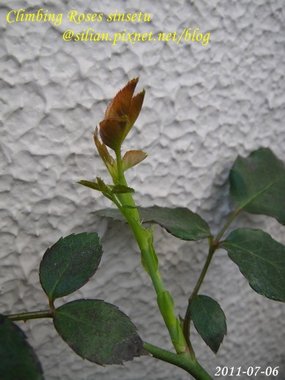 蔓玫 新雪 Climbing Roses Sinsetu        