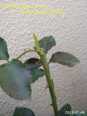 蔓玫 新雪 Climbing Roses Sinsetu  