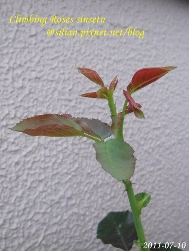 蔓玫 新雪 Climbing Roses Sinsetu        