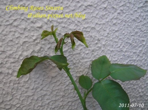 蔓玫 新雪 Climbing Roses Sinsetu       