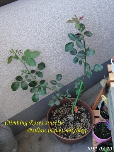 蔓玫 新雪 Climbing Roses Sinsetu       