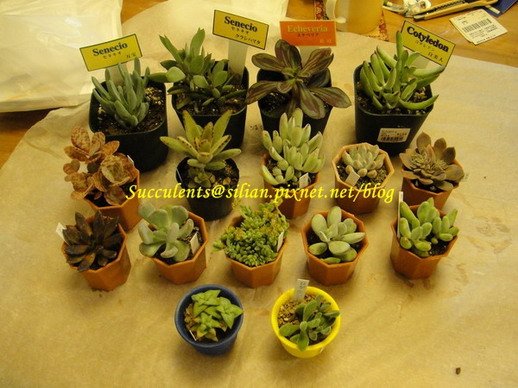 2011/8/5 購於鶴仙園 &amp; Homes