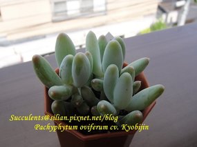 2011/8/5 購於鶴仙園 京美人