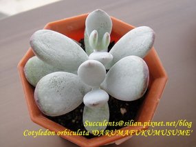2011/8/5 購於鶴仙園 達磨福娘