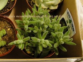 Crassula mesembryanthoides / 銀箭 / 銀ぞろえ