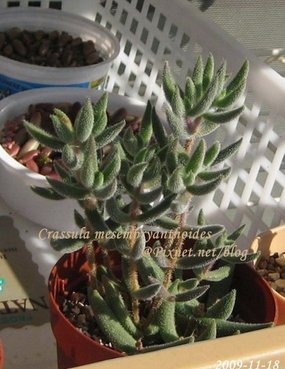 Crassula mesembryanthoides / 銀箭 / 銀ぞろえ