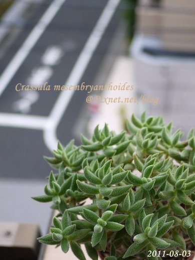 Crassula mesembryanthoides / 銀箭 / 銀ぞろえ