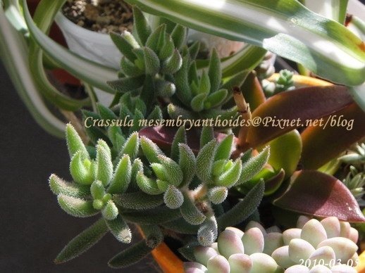 Crassula mesembryanthoides / 銀箭 / 銀ぞろえ