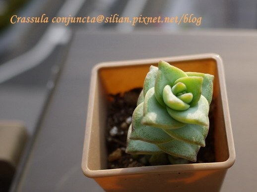 Crassula conjuncta / 星之王子 / 星の王子