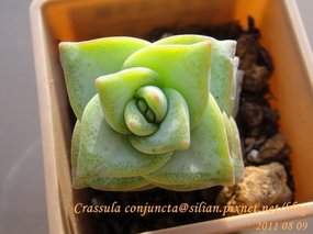 Crassula conjuncta / 星之王子 / 星の王子