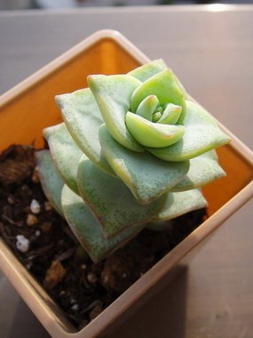 Crassula conjuncta / 星之王子 / 星の王子