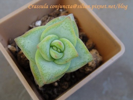 Crassula conjuncta / 星之王子 / 星の王子